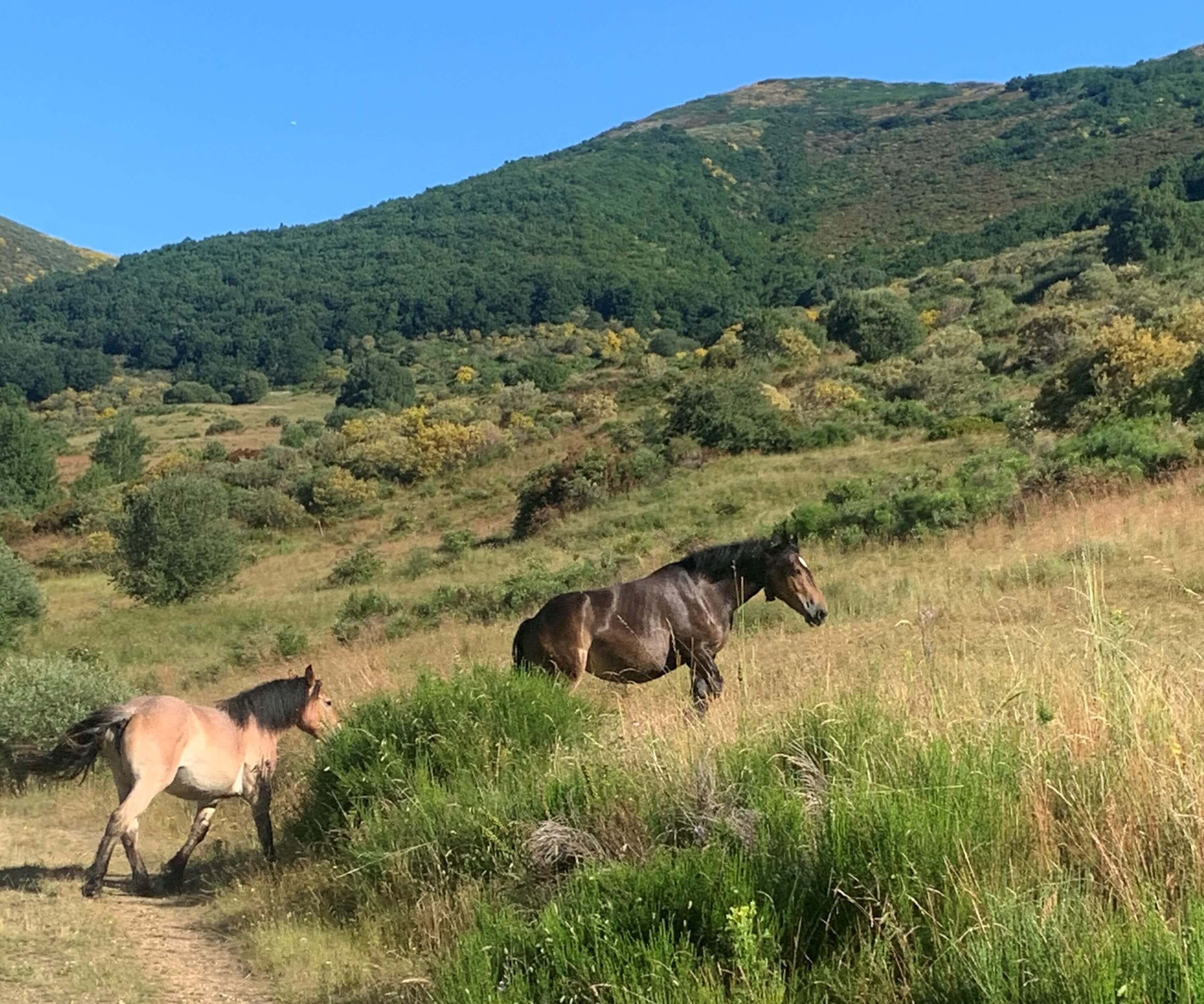 Imagen de unos caballos en el campo